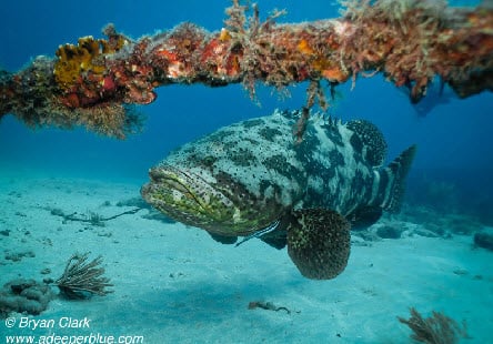 The Breakers Reef