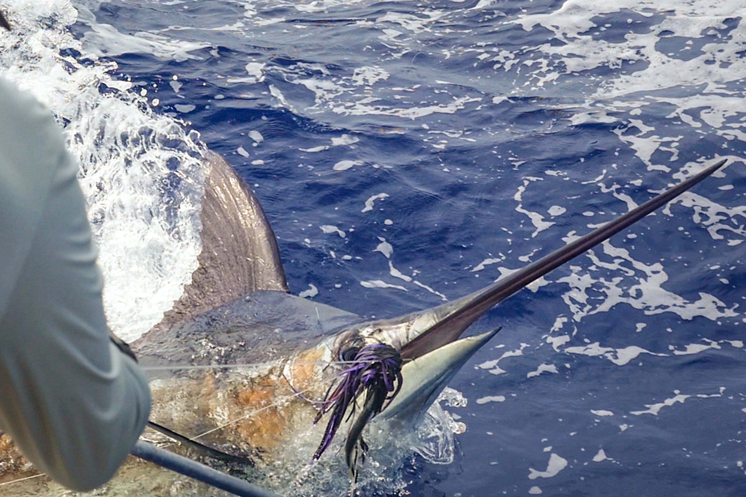 Bermuda Marlin Fishing