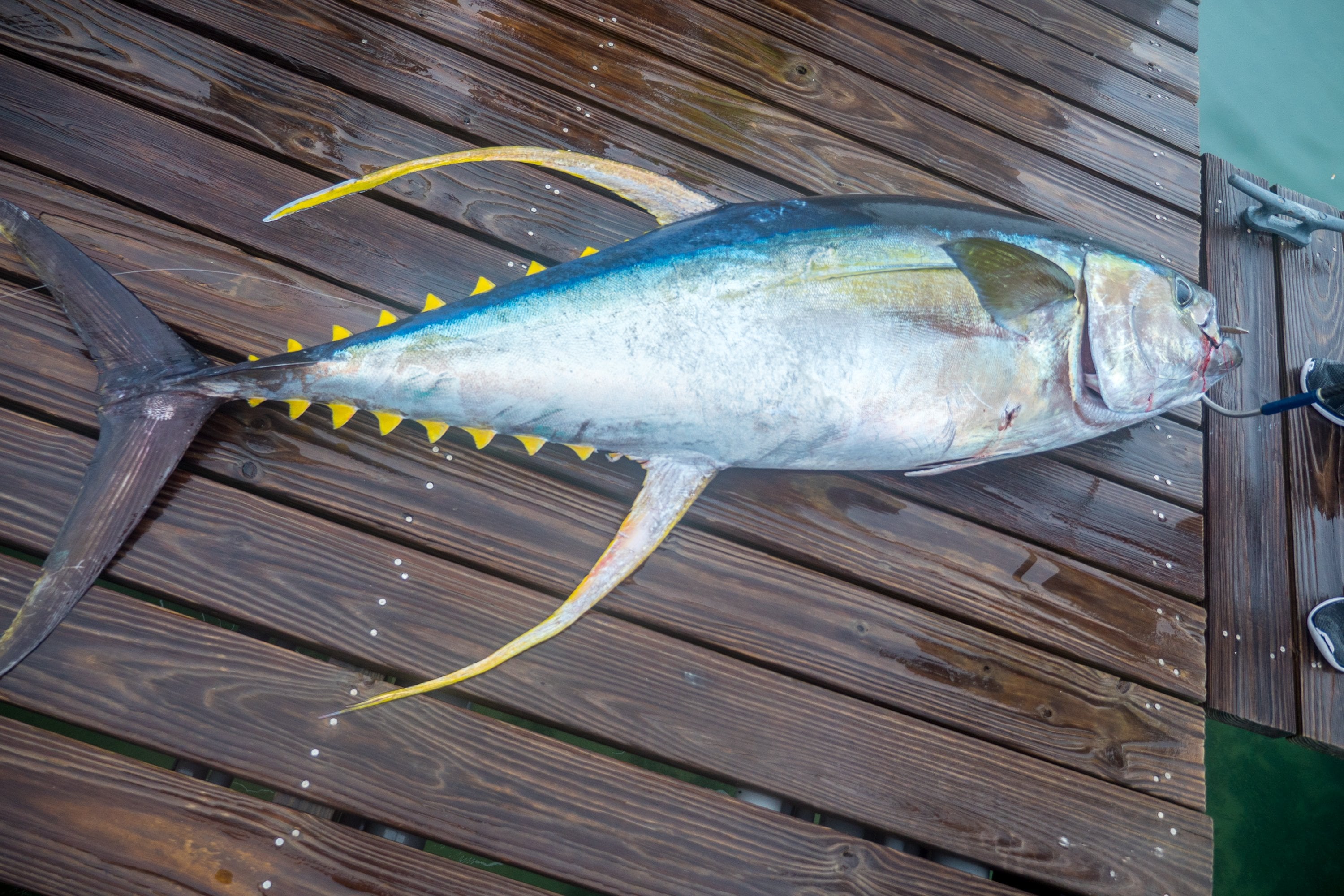 Yellowfin Tuna