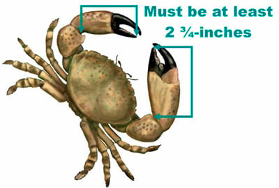 Recreational Stone Crabbing Open Until May 15th