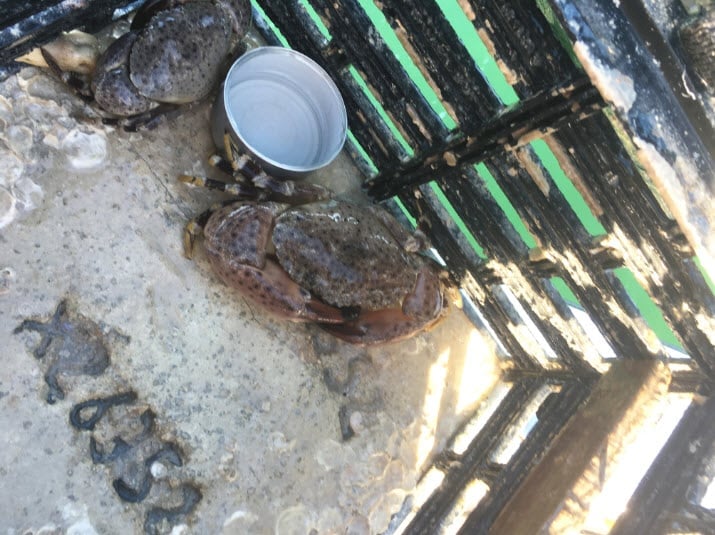 Stone crabbing