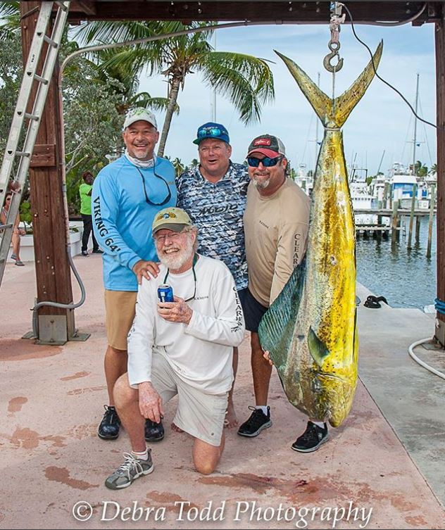 Image 2169: dolphin1