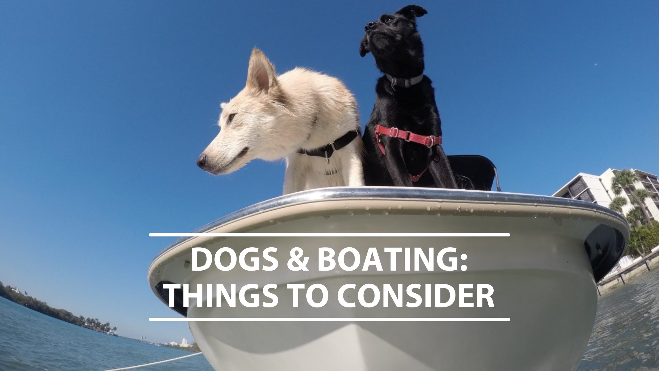Dogs-and-boating-1