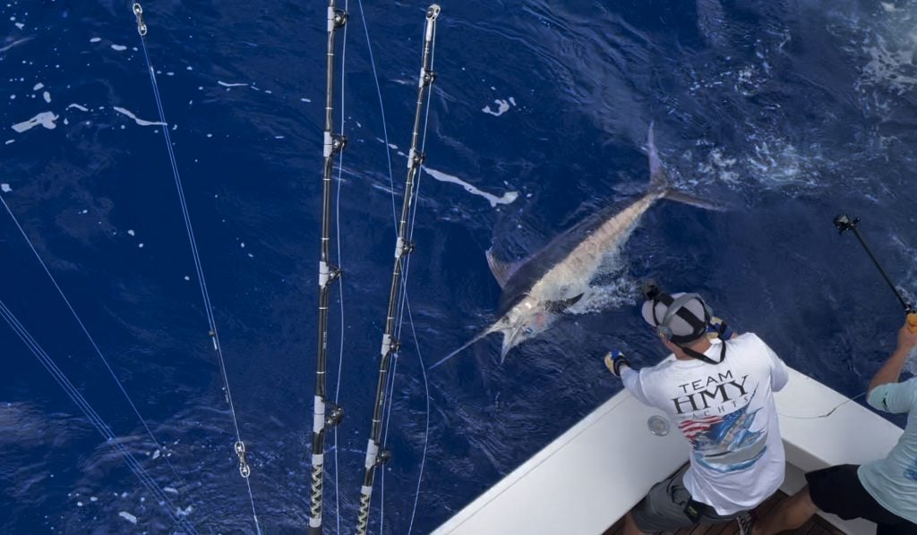 Leadering a blue marlin