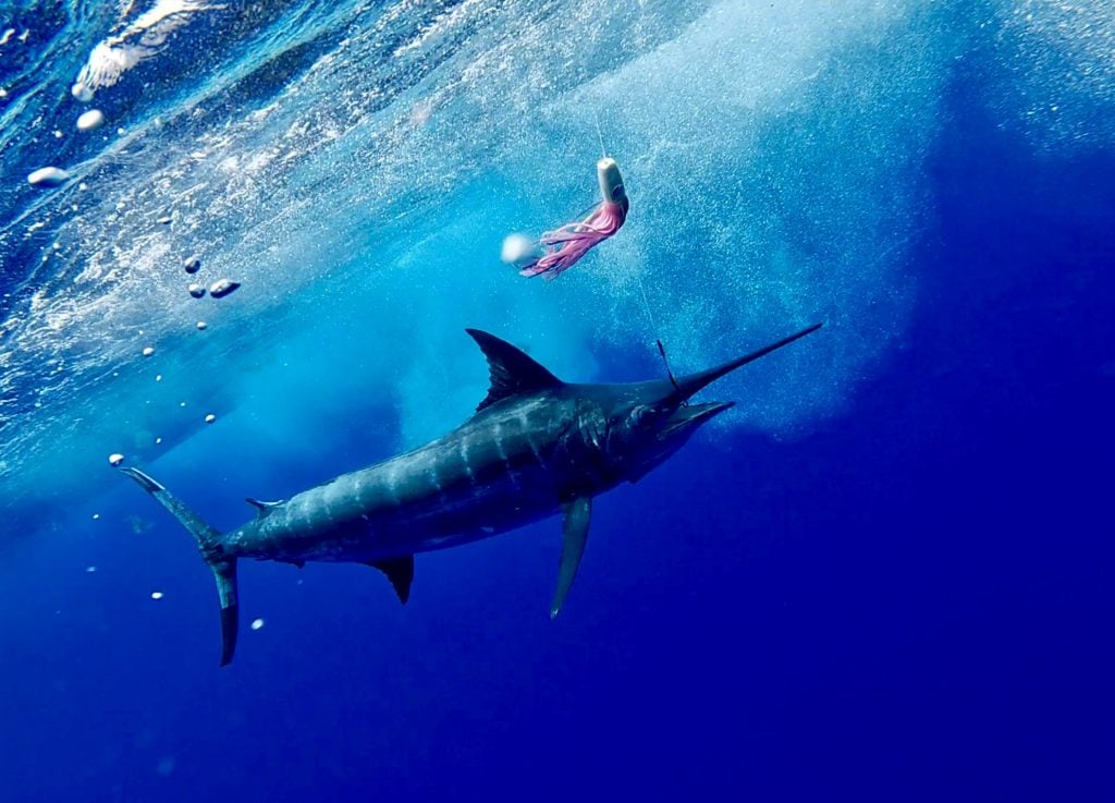 Bermuda Marlin Underwater