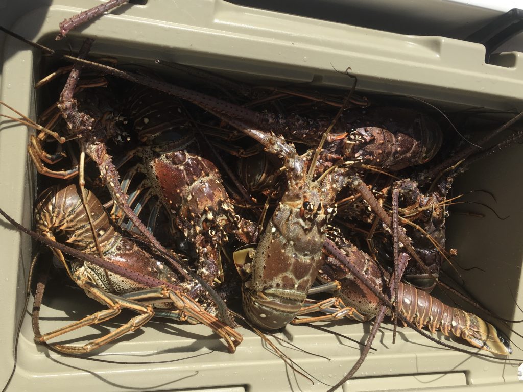 Cooler of spiny-lobster