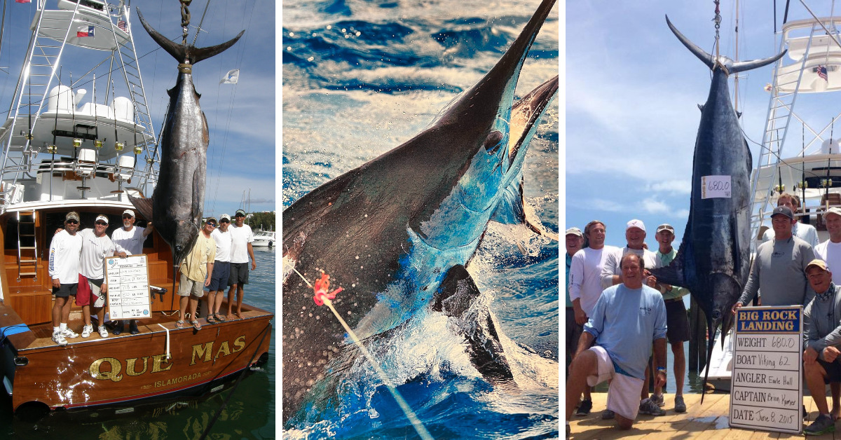 Brian Komer Tournament Fishing for Billfish